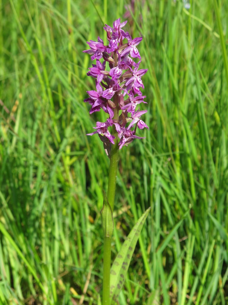 Dactylorhiza majalis